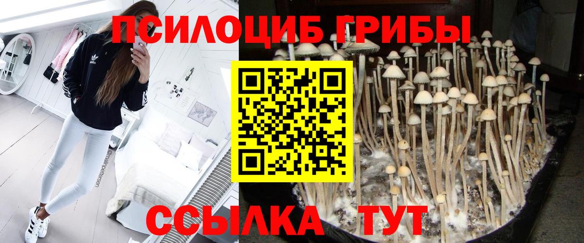 Псилоцибиновые грибы Psilocybe Лыткарино